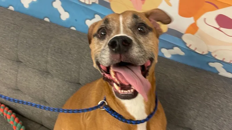 Mooney is ready for his forever home