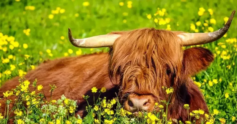 On the Outlander Trail Through Scotland, Where History Is The Real Attraction