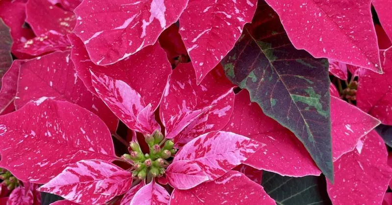 Now's the time to nudge poinsettias, Christmas cactus into blooming