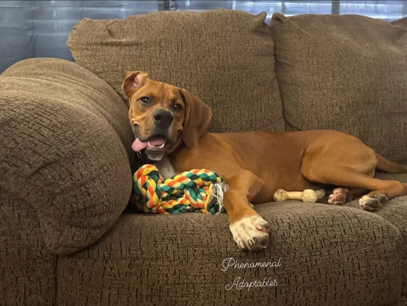 Jar Jar The Hugging Goofball Rescue Dog Needs a Forever Home