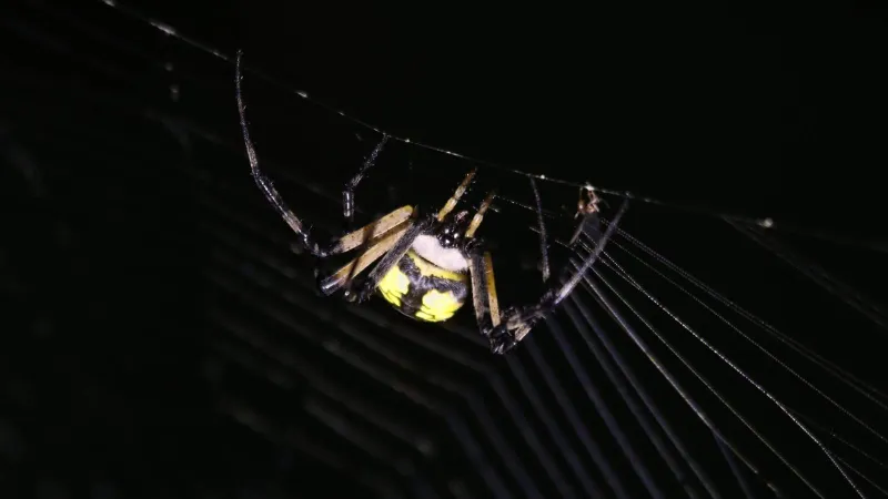 Community members invited to 'Spider Night Hike' at River Preserve County Park Thursday