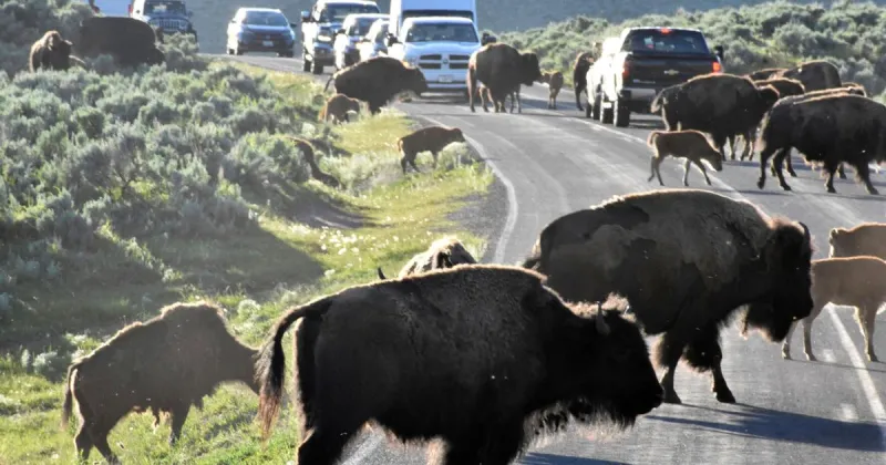 The great American road trip, fueled by - and undercut by - the automobile that created it