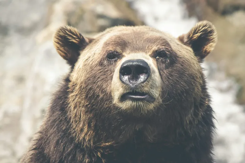 Fat Bear Week Has Begun & The First Bracket is Open For Voting!