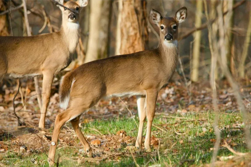 Why 21 Kentucky Counties Have an Extra Deer Season This Week