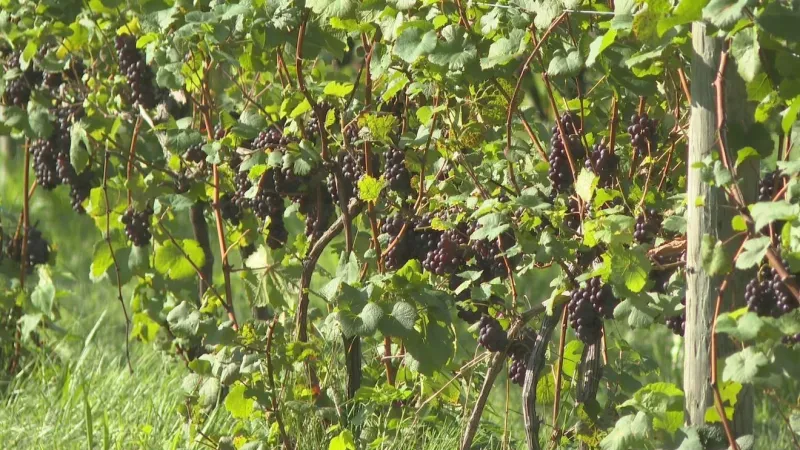 "Counting Stars" to counting grapes, OneRepublic guitarist takes talent to Coloma vineyard