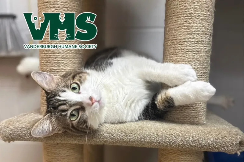 Meet Our VHS Pet of the Week - BELLA