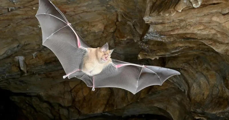 Where did bats originate from? New research reveals answer