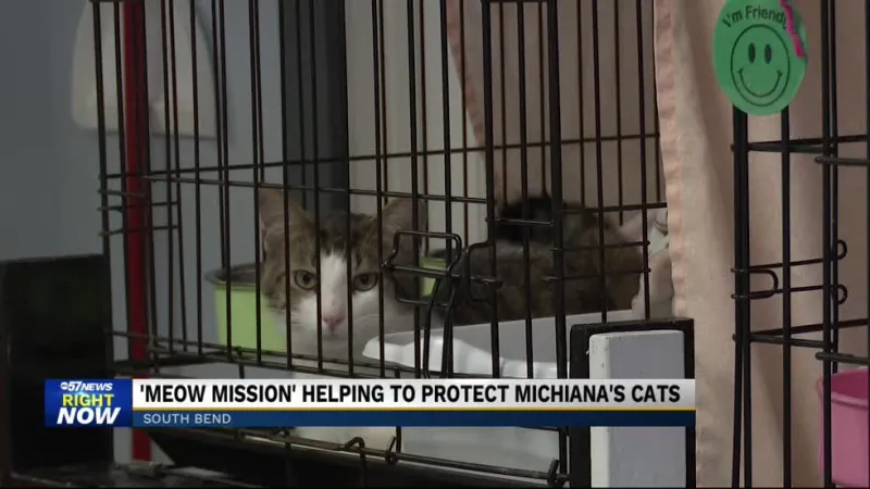 The Meow Mission works to reduce population of free-roaming cats
