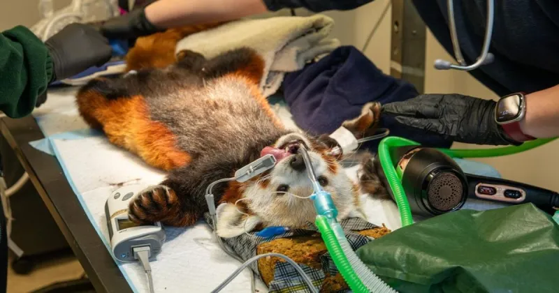 Red panda undergoes dental work for sore tooth