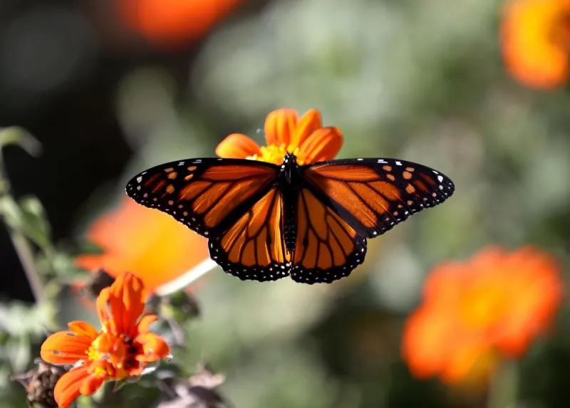Look Up! Monarch Butterflies Are Traveling Through Indiana