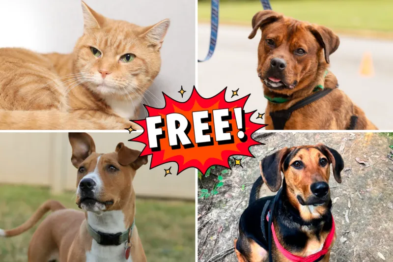 This Evansville Adoption Event Could Help You Meet Your New Best Friend for Free