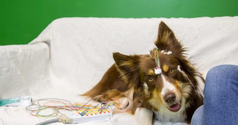 Man's best listener? Dog brains segment speech similar to humans