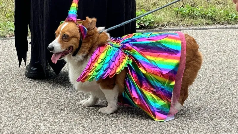 Waggin in the Woods is back for its 6th year!