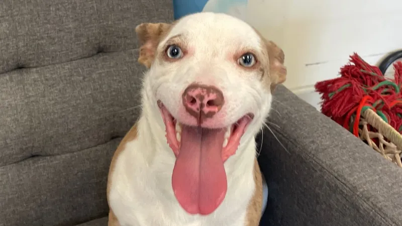 Playful pup Clancy is looking for his forever home!