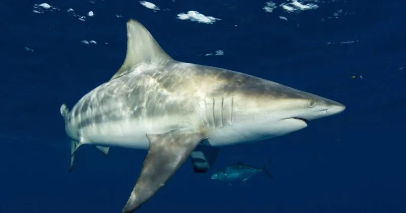 Sharks' super hearing detects sounds from nearly 250 feet away