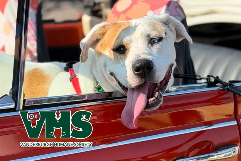 Meet Our VHS Pet of the Week - DUNCAN