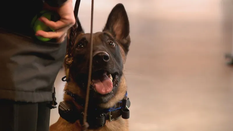 Police dogs continuously train to serve and protect