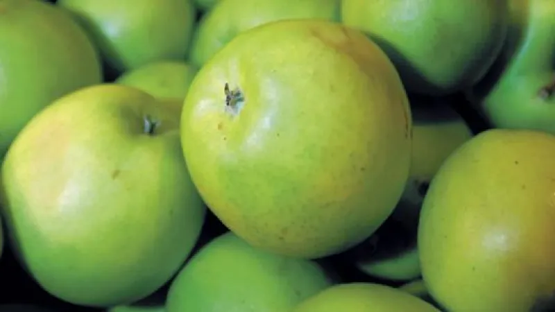 Autumn and Apples: Niles apple festival is back