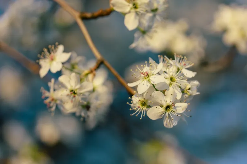 Say Goodbye to Your Stinky Trees With The KY Bradford Pear Bounty