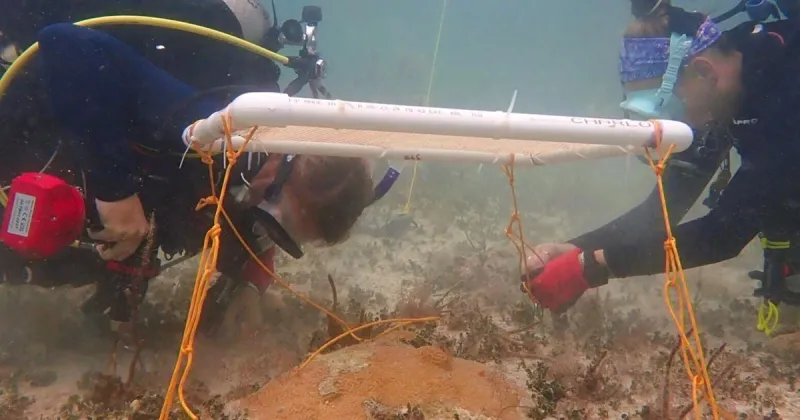 Underwater umbrellas could protect coral reefs from heat damage