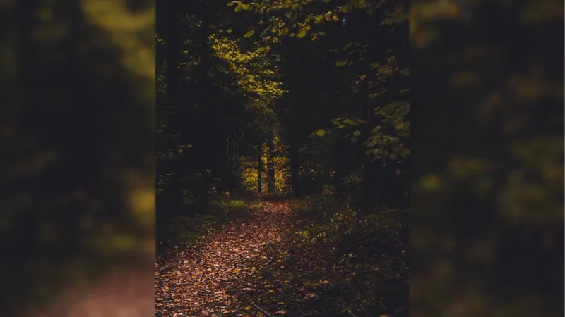 Lights Off Walking Club starts Oct. 6 in Cobus Creek County Park