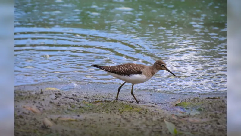 Birding Tour at Elkhart Bog Nature Preserve Oct. 7