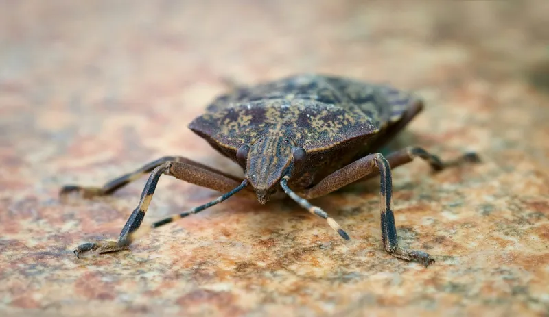 Why You Never Saw These Annoying Stinkbugs as a Kid Around Indiana & Kentucky