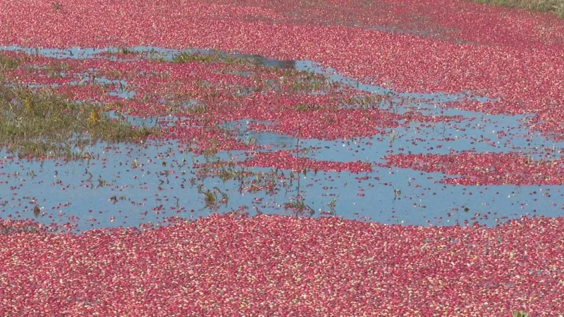 Cranberry harvest underway; DeGrandchamp Farms harvests seasonal favorite in South Haven