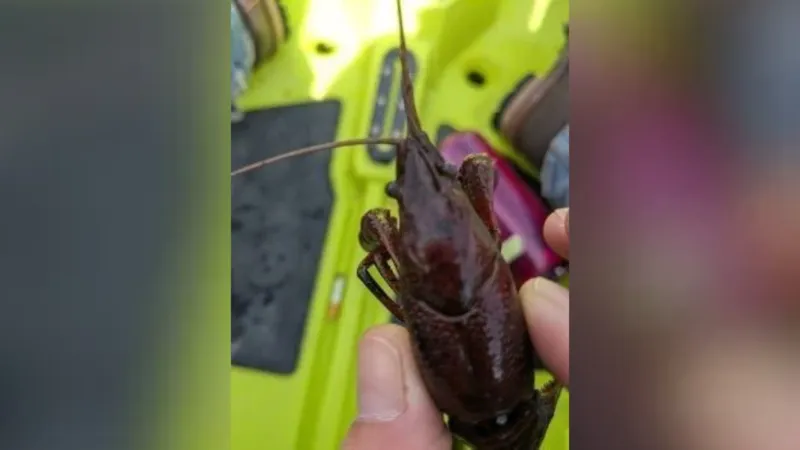 Invasive crayfish found in Cass County; officials ask for reports on sightings