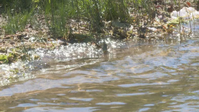 Michigan DNR issues warning about invasive red swamp crawfish