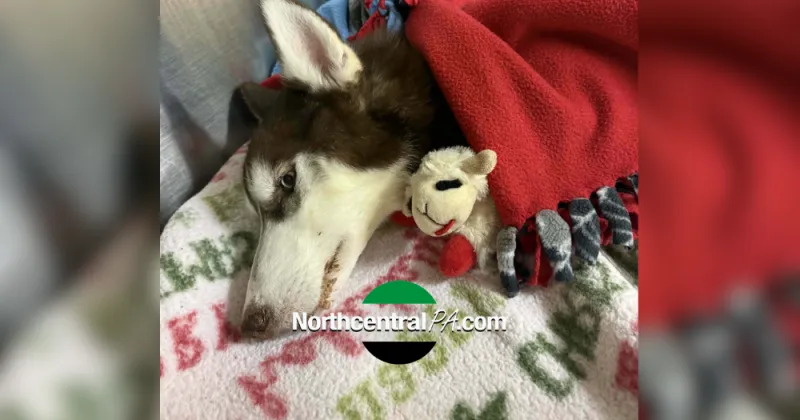 Bill establishing animal abuser registry passes Pa. Senate