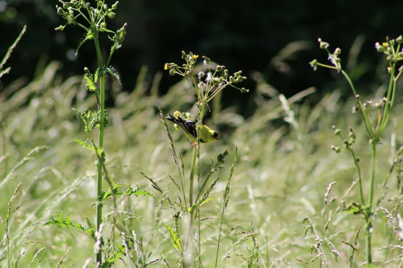 Sneezing More Than Usual? This Fall Troublemaker Could Be Why