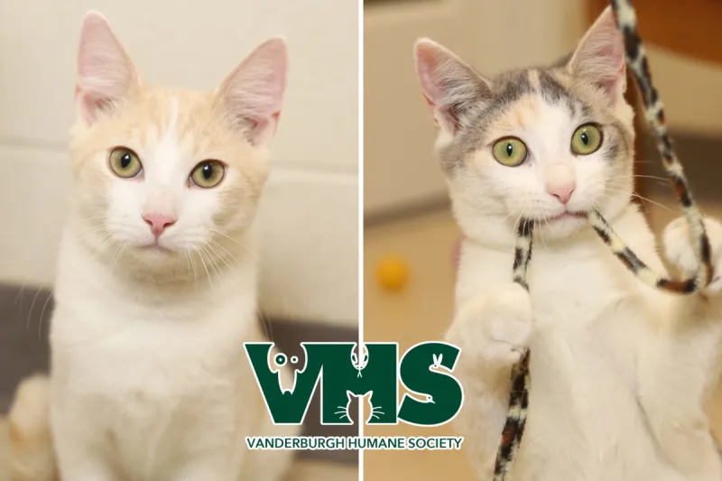 Meet Our VHS Pets of the Week - CHAI and MACCHIATO