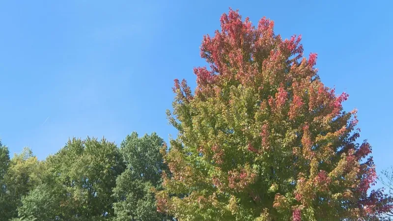 Autumn leaves await first frost to showcase vibrant colors