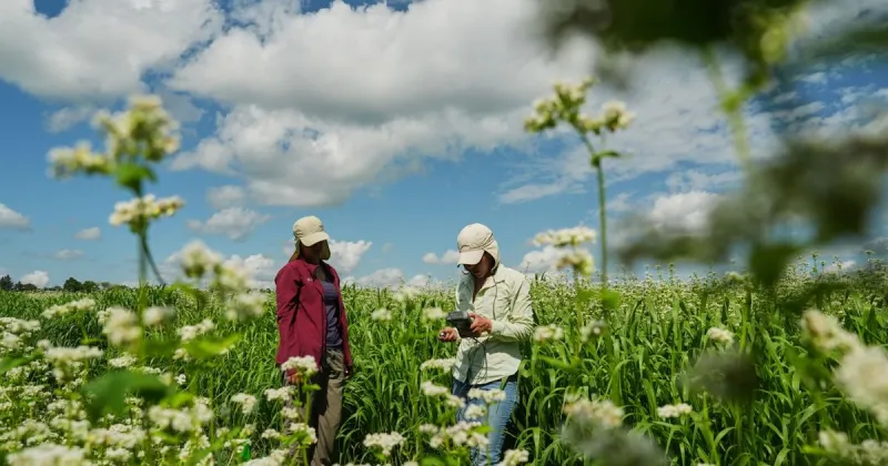 Buckwheat growers hope new markets can help it reach more tables