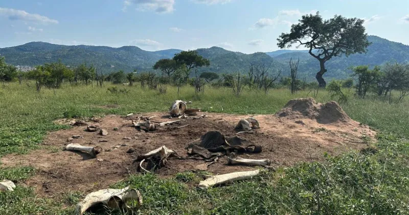 Circle of life? Elephant remains draw grazing animals for years