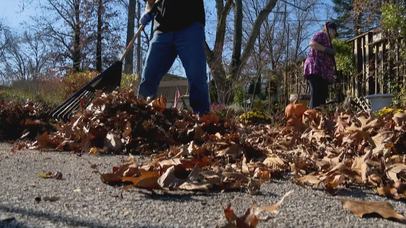 Leaf pickup program begins Monday in Mishawaka
