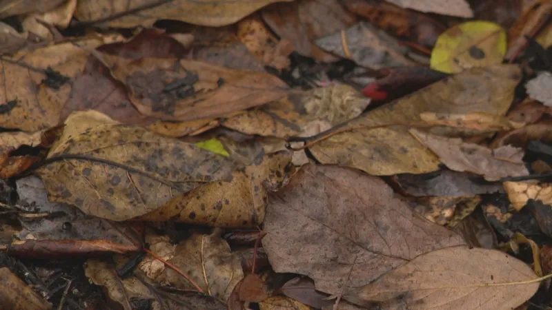 Leaf collection begins Monday for Mishawaka