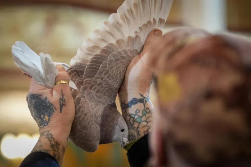 Pigeon Racing is Real and Evansville Has a Club for Fanciers