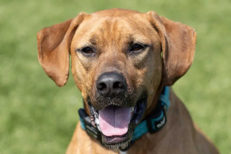 Meet Our VHS Pet of the Week - DOZER!