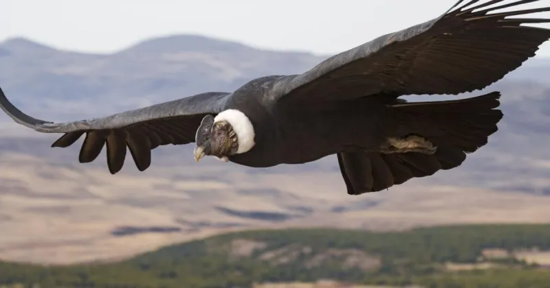 Is flying the most energy-efficient form of travel for birds?