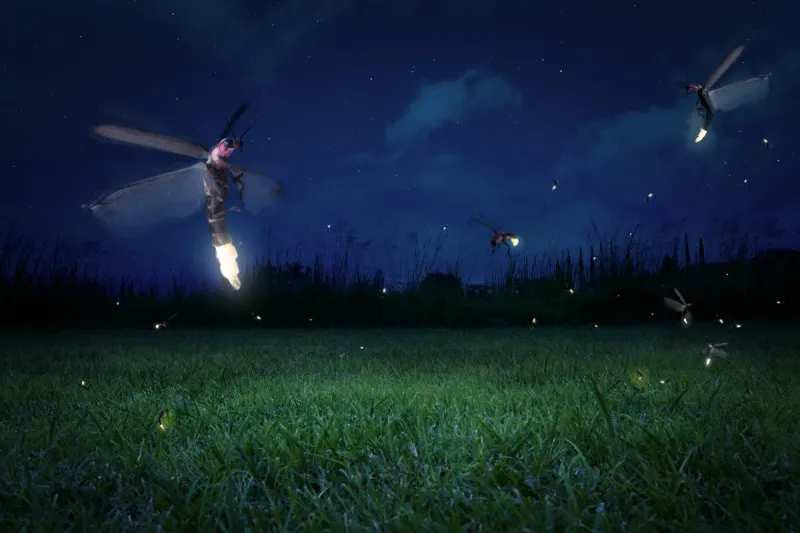 Want More Lightning Bugs Next Summer? Skip This Fall Chore