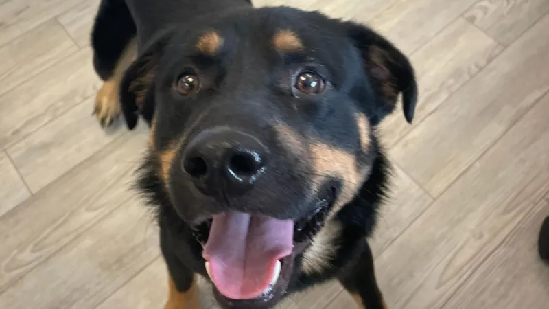 Meet Mamba: this sweet boy is looking for his forever home