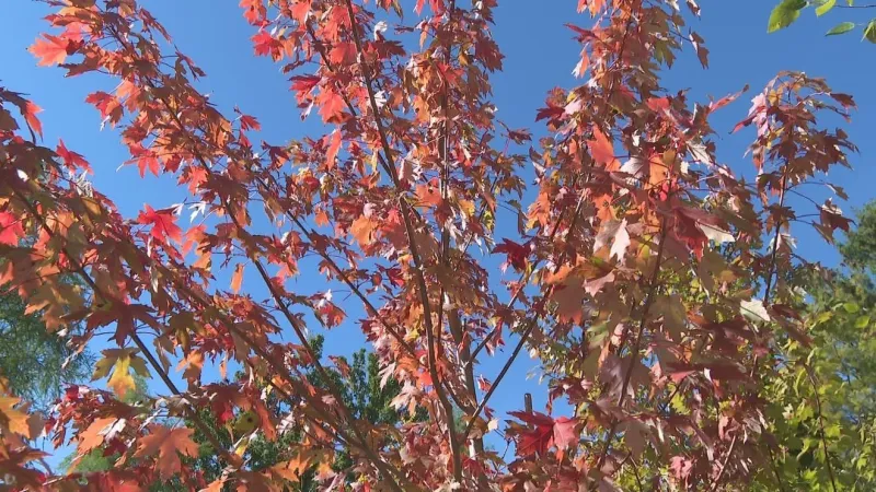 Mishawaka leaf collection begins October 19