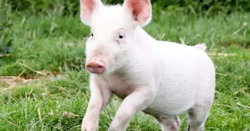 Lord of the oinks? Piglet named after Tolkien character saved