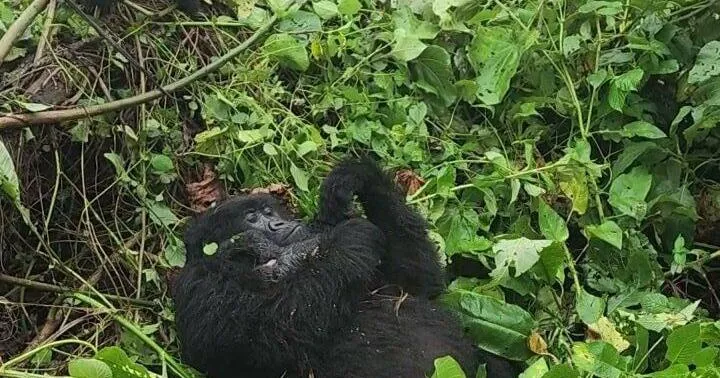Endangered mountain gorilla named Ndala becomes first-time mom