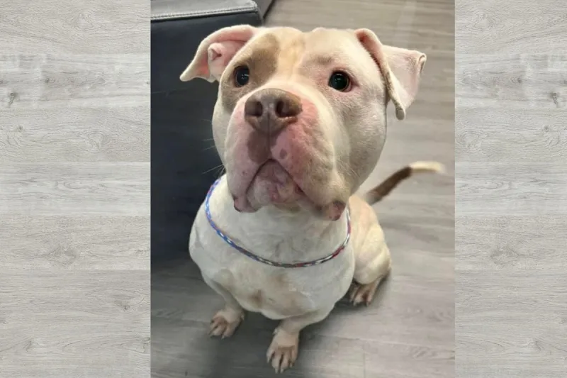 Southern Indiana Stray Dog's Life Spared by No-Kill Shelter Fosters