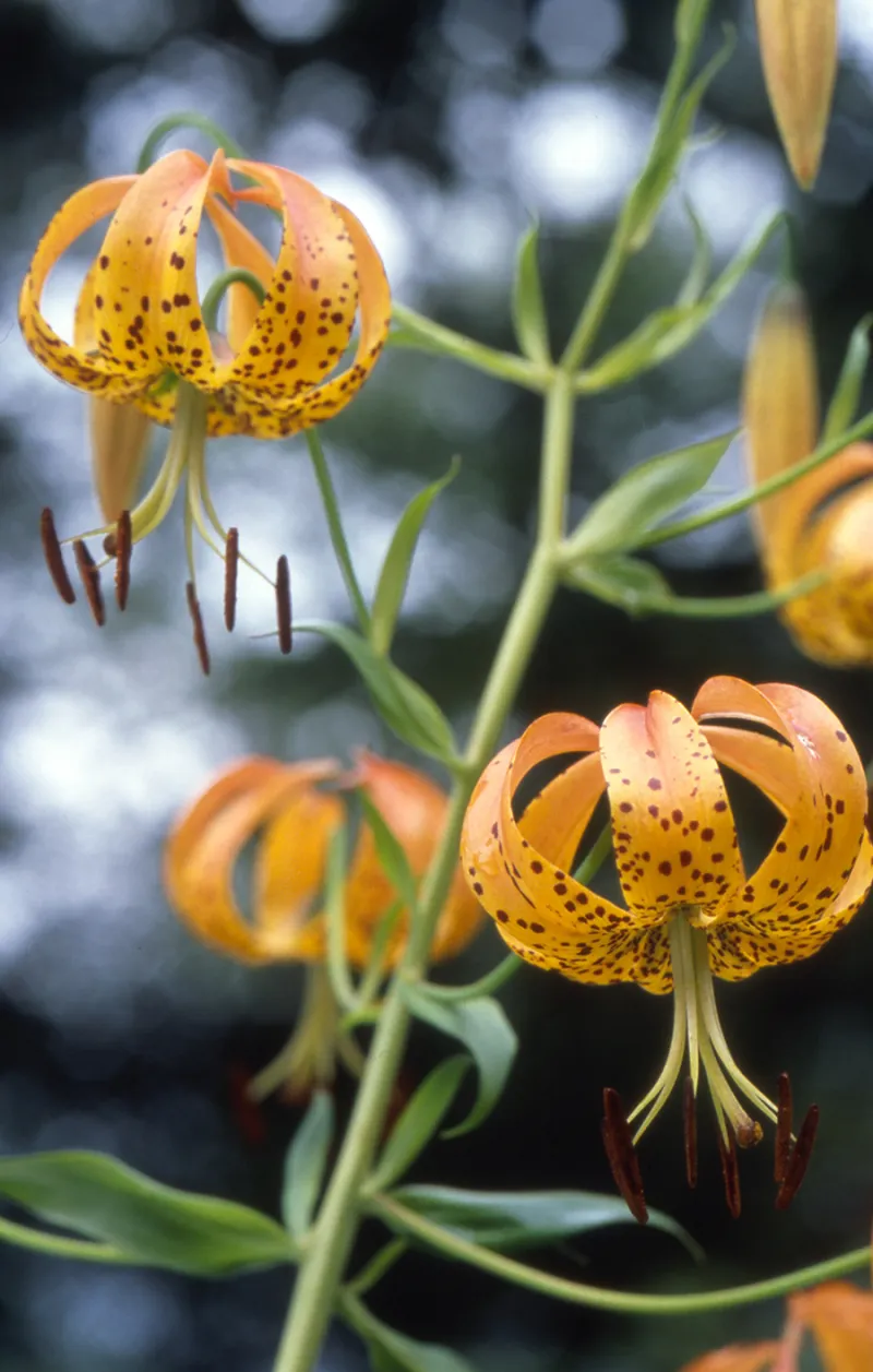 August's Mountain Wildflower: Turk's Cap Lily