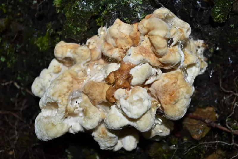 August's Wild Edible: Black-Staining Polypore
