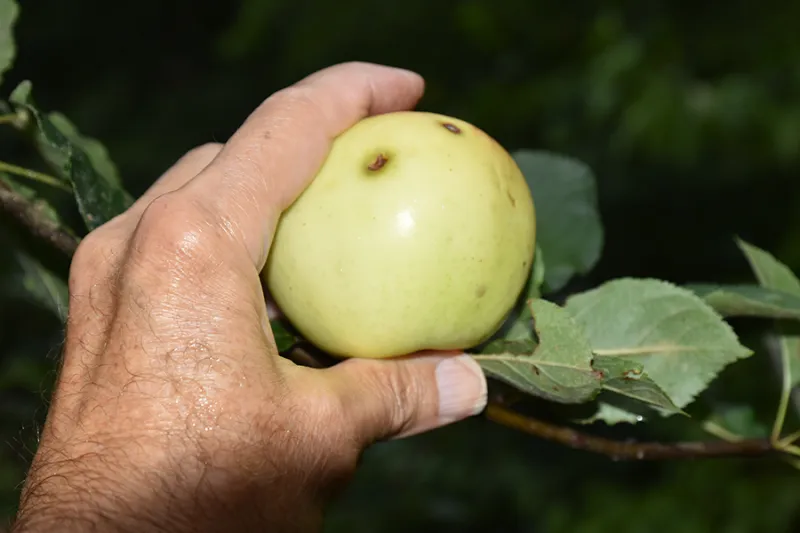 August's Blue Ridge Mountain Apple Profile: Yellow Transparent